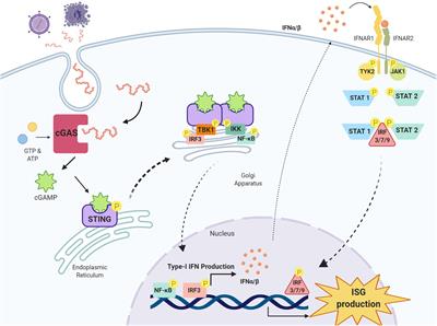 The Complexity of the cGAS-STING Pathway in CNS Pathologies